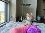 Dior - British Shorthair Cat For Sale - Charlotte, NC, US