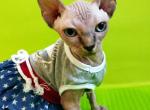 Gabby - Sphynx Cat For Sale - Norwalk, CT, US