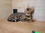 Apollo - Bengal Cat For Sale - Miami, FL, US