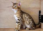 Amber - Bengal Cat For Sale - Miami, FL, US