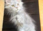 Afrodita - Maine Coon Cat For Sale - Miami, FL, US