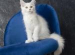 Lion - Maine Coon Cat For Sale - Miami, FL, US