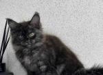 Anita - Maine Coon Cat For Sale - Miami, FL, US