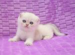 Rafaela - Scottish Fold Kitten For Sale - Hollywood, FL, US