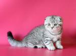 Chanel - Scottish Fold Cat For Sale - Hollywood, FL, US