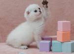 Navi - Scottish Fold Cat For Sale - Hollywood, FL, US