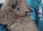 Seal sepia male ragdoll - Ragdoll Kitten For Sale - Minerva, OH, US