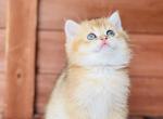 Lucky - British Shorthair Kitten For Sale - WA, US