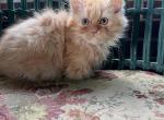 Rare Orange Female - Munchkin Kitten For Sale - Coshocton, OH, US