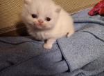 Teekas - Persian Cat For Sale - Buffalo, NY, US