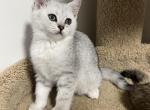 Milo - Scottish Straight Cat For Sale - Renton, WA, US