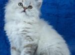 Teo - Scottish Straight Cat For Sale - Norwalk, CT, US