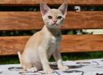 Welisa - Burmese Cat For Sale - Miami, FL, US