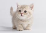 Inej - Munchkin Cat For Sale - Hollywood, FL, US