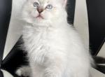 Champ - Siberian Cat For Sale - Bonita Springs, FL, US