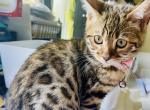 PANDA - Bengal Cat For Sale - Brooklyn Park, MN, US