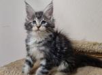 2Porshe - Maine Coon Cat For Sale - Miami, FL, US