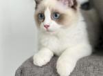 Sweetie - Ragdoll Kitten For Sale - NC, US