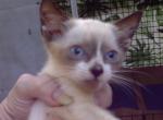 Miniature Snowshoe - Snowshoe Cat For Sale - Walterboro, SC, US