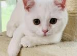 Vanilla Cream - Scottish Straight Cat For Sale - Brooklyn Park, MN, US
