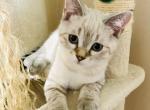 MACCHIATO - Scottish Fold Cat For Sale - Brooklyn Park, MN, US