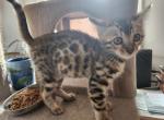 Majestic Summer Bengal Kittens - Bengal Kitten For Sale - VA, US