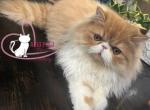 Clyde - Persian Cat For Sale - PA, US