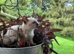 Chocolate point munchkin - Munchkin Kitten For Sale - Coshocton, OH, US