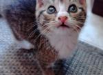 kitten2 - Domestic Cat For Adoption - Crooked Creek, PA, US