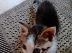 Kitten3 - Domestic Cat For Adoption - Crooked Creek, PA, US