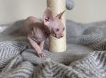 Cream Male Sphynx Kitten - Sphynx Cat For Sale - San Marcos, CA, US