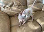 Razzle Dazzle - Sphynx Cat For Sale/Retired Breeding - San Marcos, CA, US