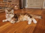 Angle - Siberian Cat For Sale - Chelsea, MA, US