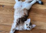 Tiger - Siberian Cat For Sale - Chelsea, MA, US