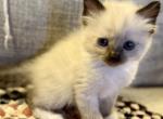 Lulu TICA seal mitted F - Ragdoll Cat For Sale - Chambersburg, PA, US