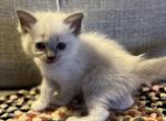 Skye blue mitted TICA F - Ragdoll Cat For Sale - Chambersburg, PA, US