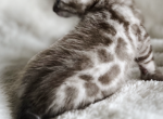 Silver Sepia Female - Bengal Kitten For Sale - Owensville, MO, US