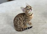 Mike - Bengal Kitten For Sale - Everett, WA, US