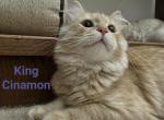 King Cinnamon fluffy love - Siberian Cat For Sale - 