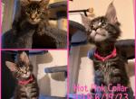 New litter available soon - Maine Coon Cat For Sale - Hyde Park, NY, US