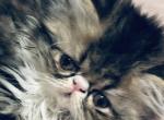 Beautiful Quality Persian - Persian Cat For Sale - Lehighton, PA, US