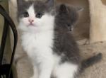 Blue and White Bicolor Female - Ragdoll Cat For Sale - Belding, MI, US