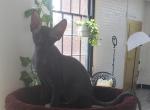 Noir - Sphynx Kitten For Sale - Boston, MA, US