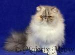 Ariel - Persian Cat For Sale - Yucca Valley, CA, US