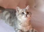 Nika - British Shorthair Cat For Sale - Los Angeles, CA, US