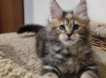 Pandora - Maine Coon Cat For Sale - Norwalk, CT, US