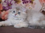 Happy - British Shorthair Cat For Sale - Norwalk, CT, US