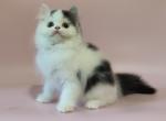 Nancy - Scottish Straight Cat For Sale - Norwalk, CT, US