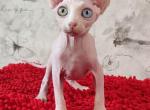 Varvara - Sphynx Kitten For Sale - Pembroke Pines, FL, US