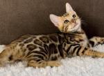 Dolce - Bengal Cat For Sale - Miami, FL, US